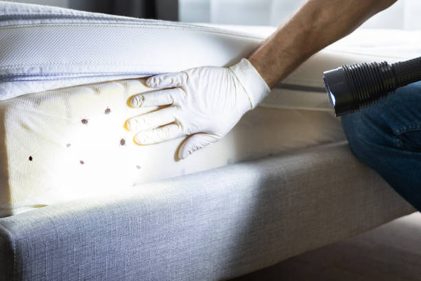 Best Wasp Removal Services  in Toulon, IL