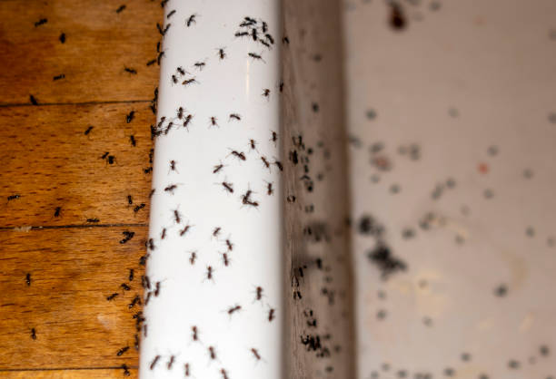 Best Pest Removal Services  in Toulon, IL